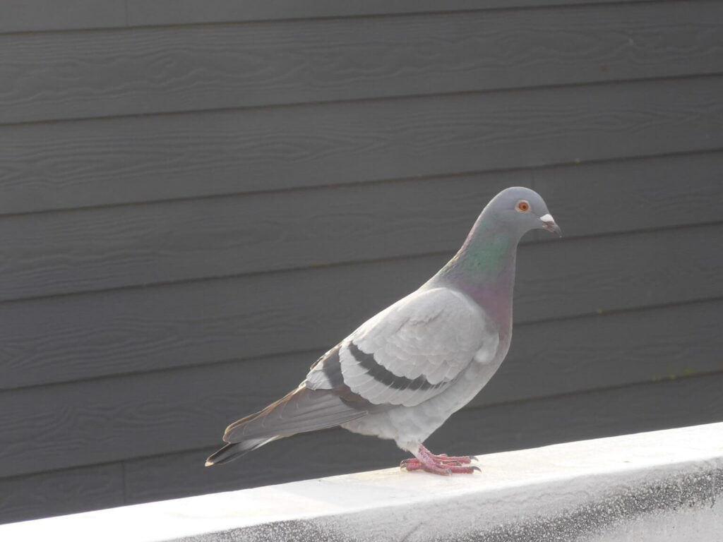 A gray pigeon stands on a white ledge. The bird has a light gray body with darker gray and black wing markings. Its head features a slight iridescent sheen, particularly around the neck, and it has bright orange eyes. The background consists of a textured dark gray wall, providing contrast to the pigeon.